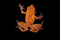 Pacific litter frog (Craugastor stejnegerianus) portrait, from the wild, La Libia, Costa Rica.