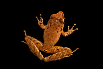 Isla Bonita robber frog (Craugastor crassidigitus) portrait, from the wild, La Libia, Costa Rica.