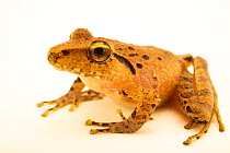 Isla Bonita robber frog (Craugastor crassidigitus) portrait, from the wild, La Libia, Costa Rica.