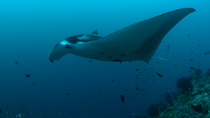 Giant oceanic manta ray (Manta birostris) at a cleaning station. Small fish swarm the underside of the ray as it swims over, removing parasites from its skin. Maldives, Indian Ocean.