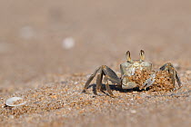 Ghost crab (Ocypode sp.) digging up sand, Ankify, Madagascar.