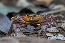 Madagascan land crab (Madagapotamon humberti) portrait,   Ankarana National Park, Madagascar.