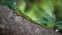 Madagascar day gecko (Phelsuma madagascariensis madagascariensis) resting on branch, Ankarana National Park, Madagascar.