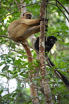 Blue-eyed black lemur (Eulemur flavifrons) pair, climbing in tree, Ambalavao Forest, south of Maromandia, Madagascar. Critically endangered.