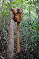 Blue-eyed black lemur (Eulemur flavifrons) female, climbing up tree trunk, Ambalavao Forest, south of Maromandia, Madagascar. Critically endangered.