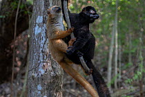 Blue-eyed black lemur (Eulemur flavifrons) pair, hanging on vine in forest, Ambalavao Forest, south of Maromandia, Madagascar. Critically endangered.