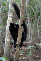 Blue-eyed black lemur (Eulemur flavifrons) male, sniffing and licking branch scent-marked by female, Ambalavao Forest, south of Maromandia, Madagascar. Critically endangered.