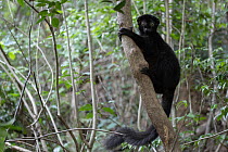 Blue-eyed black lemur (Eulemur flavifrons) male, climbing in tree, Ambalavao Forest, south of Maromandia, Madagascar. Critically endangered.