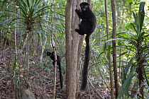 Two Blue-eyed black lemurs (Eulemur flavifrons) male, climbing in trees, Ambalavao Forest, south of Maromandia, Madagascar. Critically endangered.