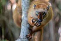 Blue-eyed black lemur (Eulemur flavifrons) female, licking its fingers after eating wild fruit, Ambalavao Forest, south of Maromandia, Madagascar. Critically endangered.