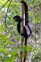 Perrier's sifaka (Propithecus perrieri) climbing up tree, Analamerana special reserve, Madagascar. Critically endangered.
