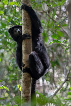 Perrier's sifaka (Propithecus perrieri) climbing up tree, Analamerana special reserve, Madagascar. Critically endangered.