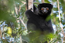 Perrier's sifaka (Propithecus perrieri) sitting in tree, Analamerana special reserve, Madagascar. Critically endangered.
