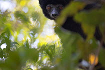 Perrier's sifaka (Propithecus perrieri) peering through foliage in forest, Analamerana special reserve, Madagascar. Critically endangered.