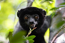 Perrier's sifaka (Propithecus perrieri) feeding on leaves, head portrait, Analamerana special reserve, Madagascar. Critically endangered.