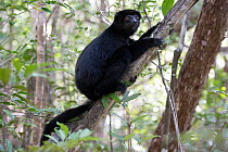 Perrier's sifaka (Propithecus perrieri) sitting in tree, Analamerana special reserve, Madagascar. Critically endangered.