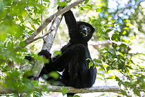 Perrier's sifaka (Propithecus perrieri) sitting in tree feeding on leaves, Analamerana special reserve, Madagascar. Critically endangered.