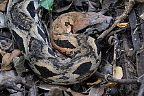 RF - Madagascar ground boa (Acrantophis madagascariensis) camouflaged in leaf litter, Ankarana National Park, Madagascar. (This image may be licensed either as rights managed or royalty free.)