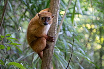 RF - Blue-eyed black lemur (Eulemur flavifrons)  female, climbing up tree trunk, Ambalavao Forest, south of Maromandia, Madagascar. Critically endangered. (This image may be licensed either as rights...