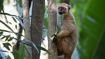 RF - Blue-eyed black lemur (Eulemur flavifrons) female, sitting in tree feeding on leaves (Dracaena sp.), Ambalavao Forest, south of Maromandia, Madagascar. Critically endangered. (This image may be l...