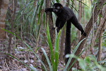RF - Blue-eyed black lemur (Eulemur flavifrons) male, climbing among trees, Ambalavao Forest, south of Maromandia, Madagascar. Critically endangered. (This image may be licensed either as rights manag...