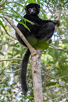 RF - Perrier's sifaka (Propithecus perrieri) sitting in tree, Analamerana special reserve, Madagascar. Critically endangered. (This image may be licensed either as rights managed or royalty free....