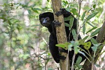 RF - Perrier's sifaka (Propithecus perrieri) sitting in tree, gripping onto branch, Analamerana special reserve, Madagascar. Critically endangered. (This image may be licensed either as rights ma...