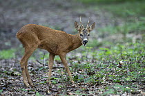 Roe deer (Capreolus capreolus) male, feeding on leaves in woodland, Peerdsbos, Brasschaat, Belgium. July.