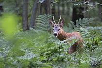 Roe deer (Capreolus capreolus) male, feeding on ferns in woodland, Peerdsbos, Brasschaat, Belgium. July.