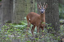 Roe deer (Capreolus capreolus) male, standing in woodland, Peerdsbos, Brasschaat, Belgium. July.