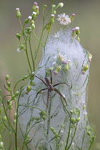 Nursery web spider (Pisaura mirabilis) female, resting on dew covered wrapping cover of its breeding ball, Klein Schietveld, Brasschaat, Belgium. July.