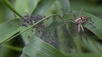 Nursery web spider (Pisaura mirabilis) on web guarding spiderlings, Brasschaat, Belgium. August.