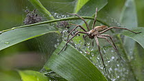 Nursery web spider (Pisaura mirabilis) on web guarding spiderlings, Brasschaat, Belgium. August.