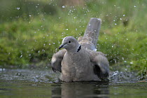 Collared dove (Streptopelia decaocto) bathing, Brasschaat, Belgium. January.