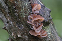 Wood ear fungus (Auricularia auricula-judae) on damp branch, Brasschaat, Belgium. September.