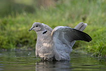 Collared dove (Streptopelia decaocto) bathing, Brasschaat, Belgium. January.
