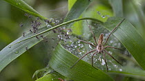 RF -  Nursery web spider (Pisaura mirabilis) on web guarding spiderlings, Brasschaat, Belgium. August. (This image may be licensed either as rights managed or royalty free)