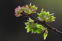 Wych elm (Ulmus glabra) blossom, studio shot, Dorset, UK. April.