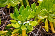 Naupaka kahakai (Scaevola taccada) in flower, Hawaii. In Hawaiian legends, Naupaka are a symbol of lovers torn apart and never reunited.