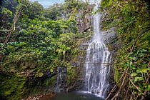 Tourist swims in pool beneath Wailua Waterfall, Hana, Maui, Hawaii.