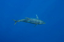 Yellowfin tuna (Thunnus albacares) swimming through open water, Guadalupe Island, Mexico, Pacific Ocean.