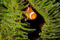 Clown anemonefish (Amphiprion percula) hiding in Magnificent sea anemone (Heteractis magnifica), Philippines, Pacific Ocean.