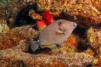 Squaretail filefish (Cantherhines sandwichiensis) swimming through reef, Hawaii, Pacific Ocean