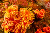 Orange cup coral (Tubastraea coccinea) polyps on coral reef, Hawaii, Pacific Ocean.