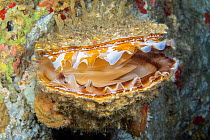 Giant thorny oyster (Spondylus varius), with open shell, showing mantle, Philippines, Pacific Ocean.