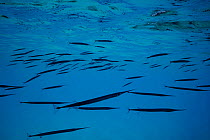 Acute halfbeak (Hyporhamphus acutus) shoal swimming beneath ocean surface near coast, Hawaii, Pacific Ocean.
