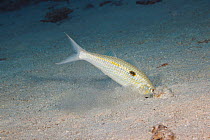 Yellowstripe goatfish (Mulloidichthys flavolineatus) digging through sand on seabed to catch prey sensed with barbels, Hawaii, Pacific Ocean.
