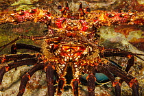 Banded spiny lobster (Panulirus marginatus) resting on reef with Parasitic barnacles (Paralepas sp.) around mouth, Hawaii, Pacific Ocean.