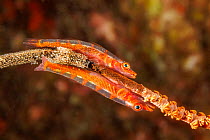 Gorgonian gobies (Bryaninops amplus) pair, resting next to their eggs on Wire coral (Cirrhipathes sp.), Hawaii, Pacific Ocean.