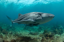 Whale shark (Rhiniodon typus) with old injury resulting in missing gill flap and Common remoras (Remora remora) attached to underbelly, swimming over shallow reef with snorkelers swimming overhead, Ph...